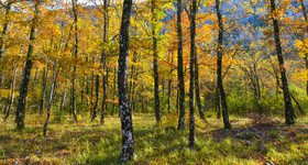 Cathédrale La Major
