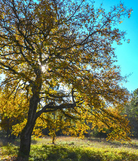 Cathédrale La Major