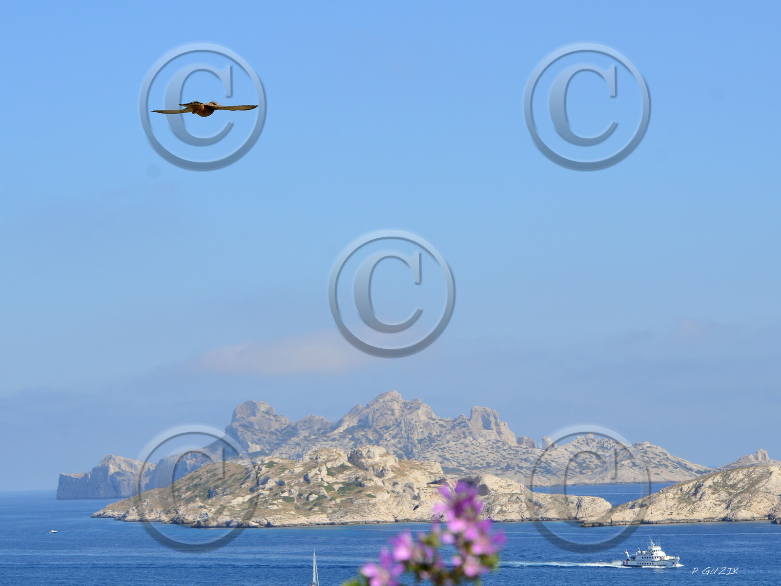 ref-faune-calanque-oiseau-faucon-6183.jpg