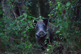 MISE A  JOUR  en cours