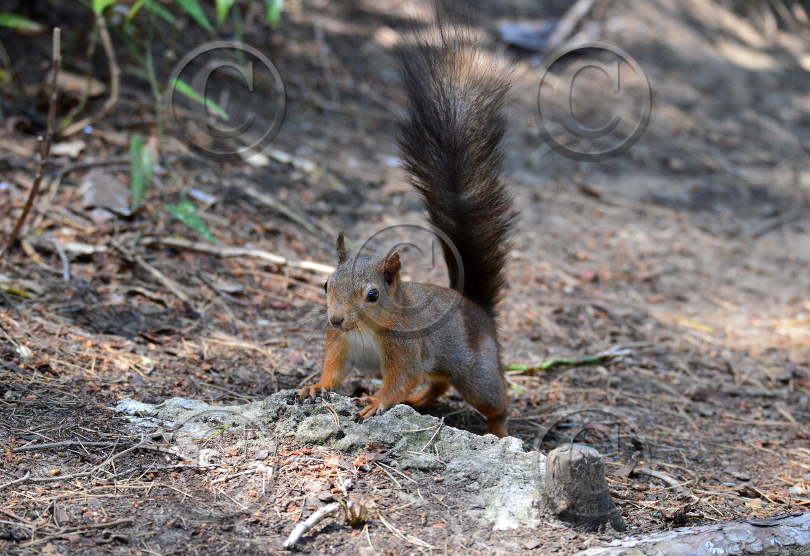 FAUNE & ANIMAUX