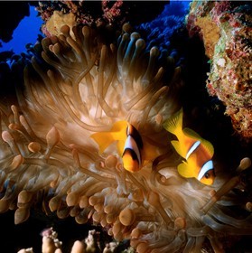 ref-608-poisson-clowns-mer-rouge-golfe-d-aqaba-120x120.jpg