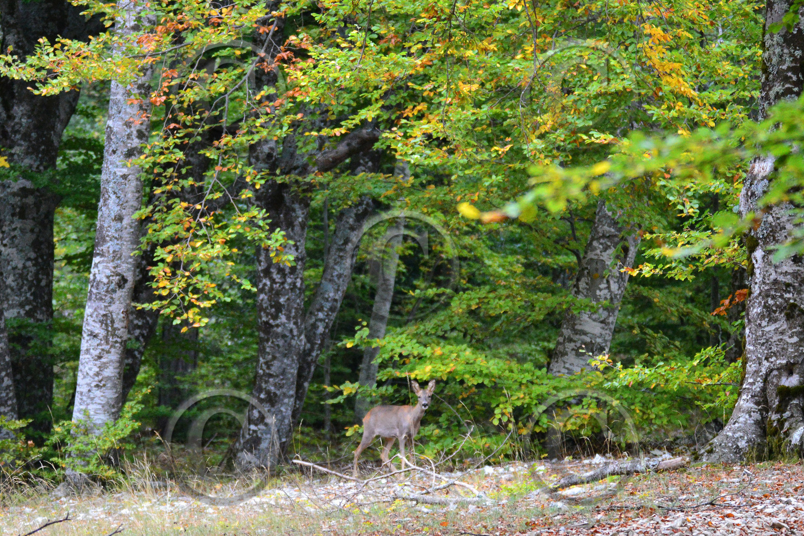 ventout-faune-2933.jpg