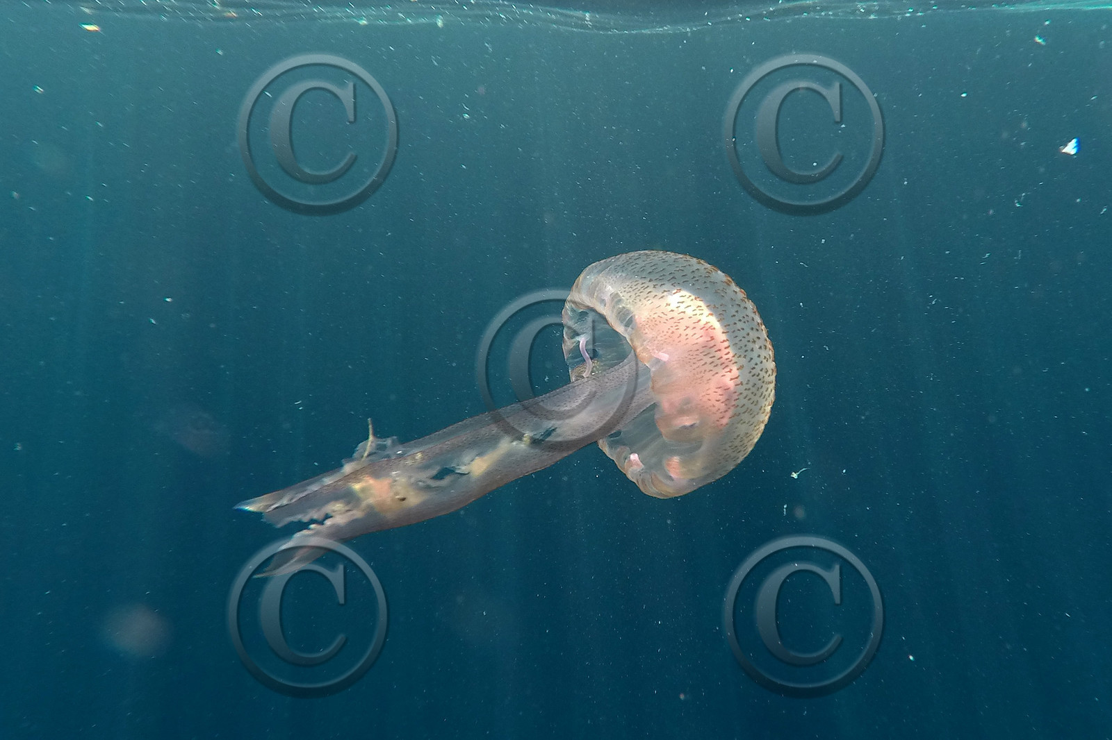meduse