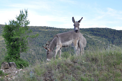 Anes  de provence