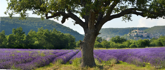 site-ref-2022-14-banon-lavande-et-chene-provence-panorama-banon-.jpg
