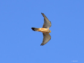 MISE A  JOUR  en cours