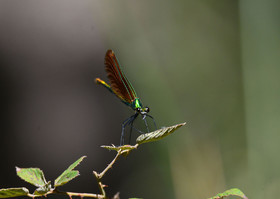 Photo de la sainte baume