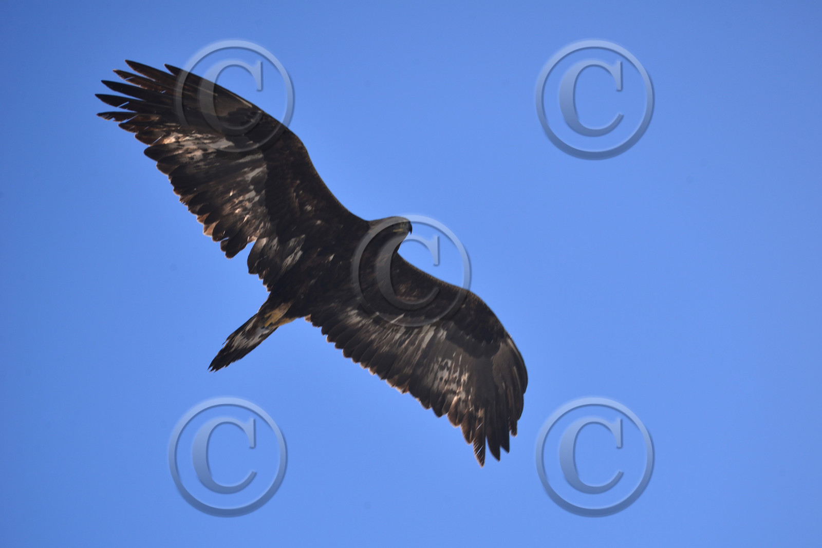 aigle royal haute alpes de provence