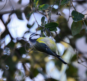 MISE A  JOUR  en cours