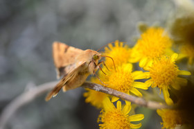 MISE A  JOUR  en cours