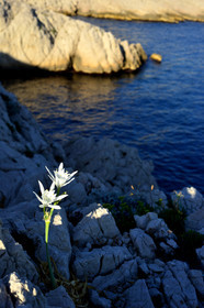 Iis des calanques