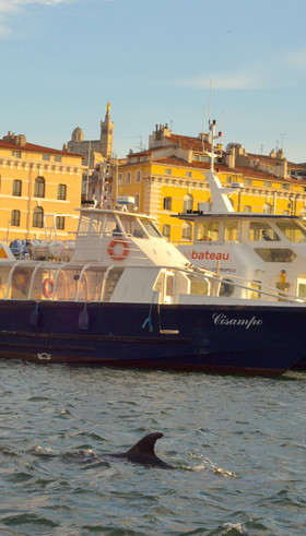 Dauphin dans le vieux port de marseille