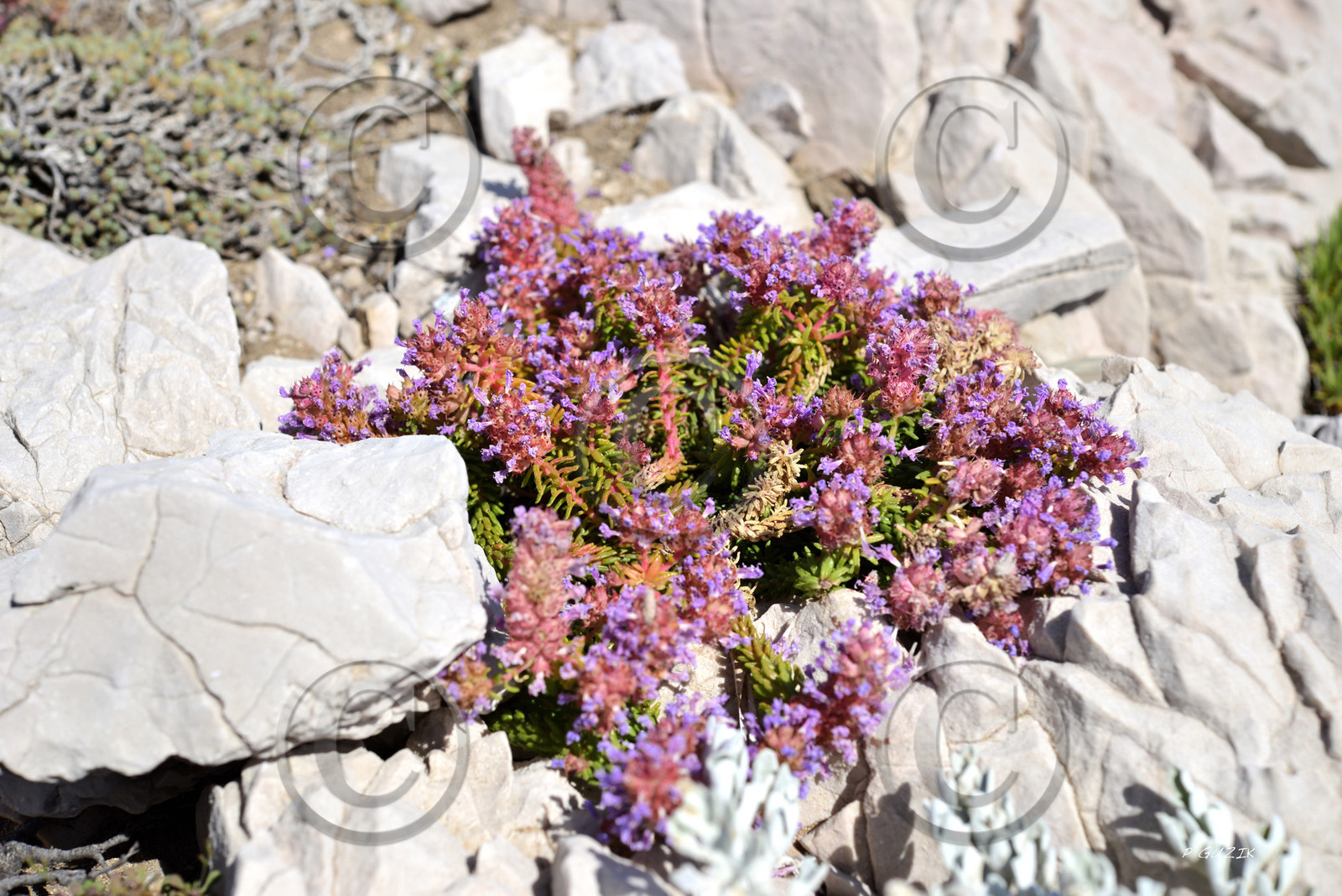 ref-faune-calanque-flore-6139.jpg