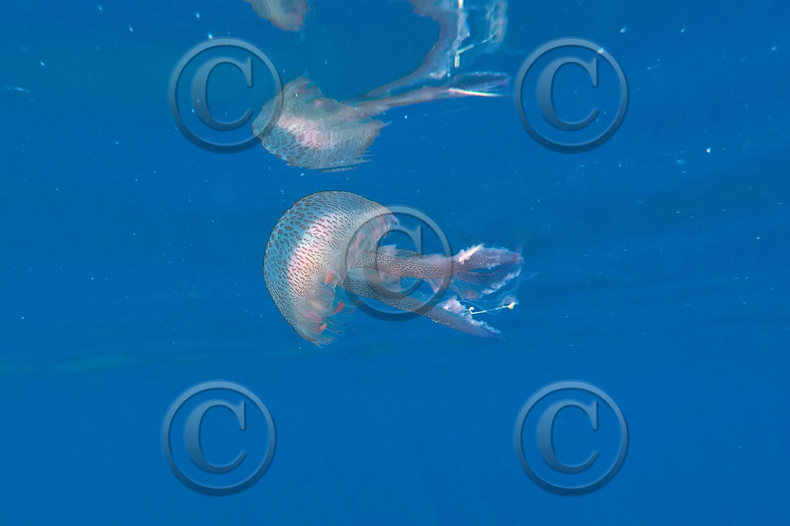 meduse