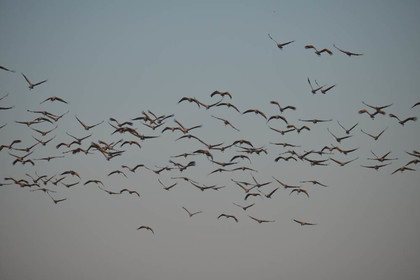 cam_2318-copie.jpg
