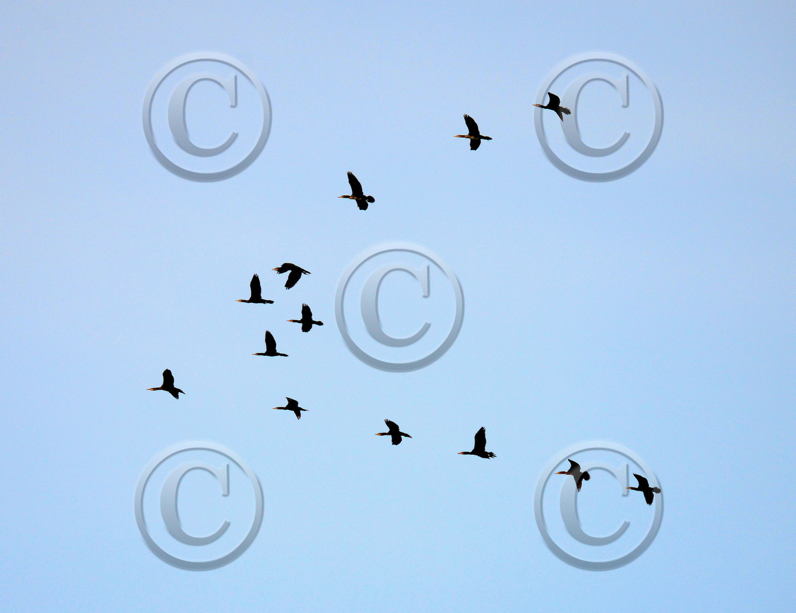 Migration