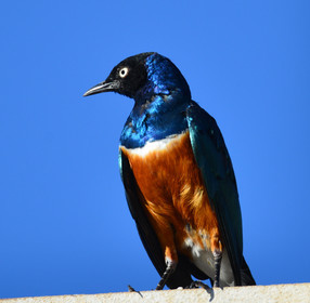 site-faune-calanque-oiseau-6449-1.jpg