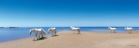 ref-549-33x95-5-chevaux-camargues.jpg