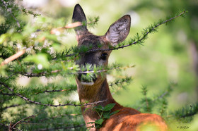 MISE A  JOUR  en cours