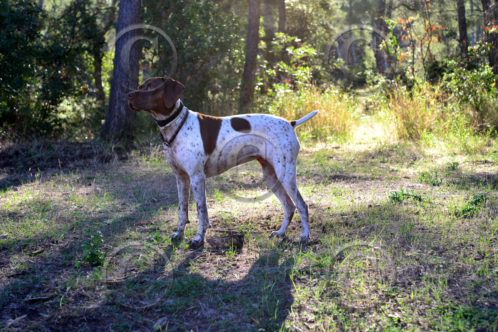 portrait-chien-9842.jpg