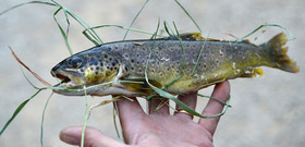 Photo de la sainte baume