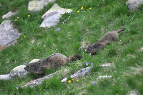faune-montagne-provence-marmotte-dsc_5933.jpg
