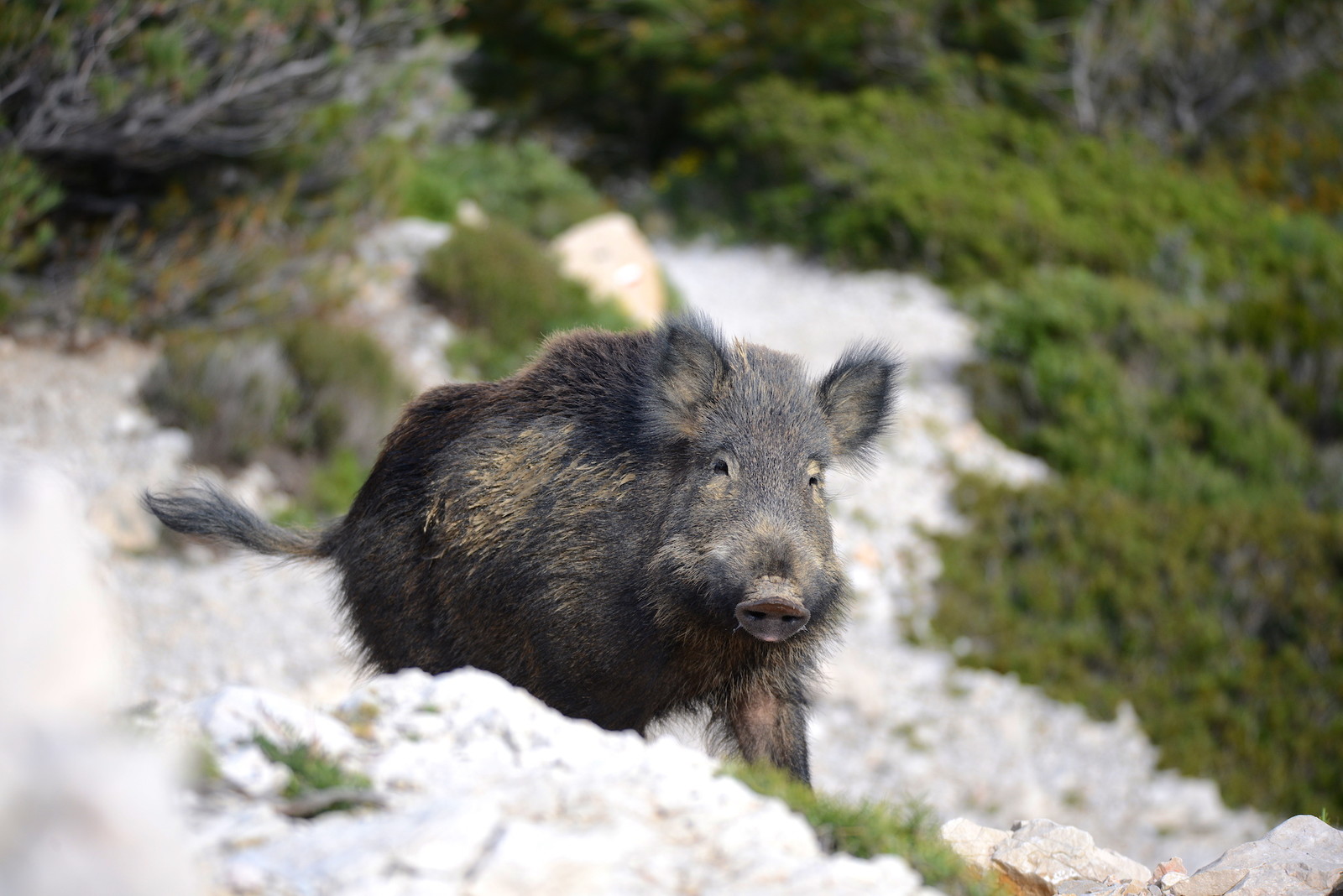 calanque sanglier