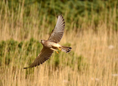 ventout-faune2-2840-1.jpg