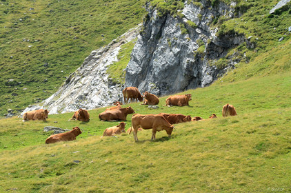 faune animaux montagne haute alpes ,queyras, mercantour,alpes de haute provence,alpes maritime