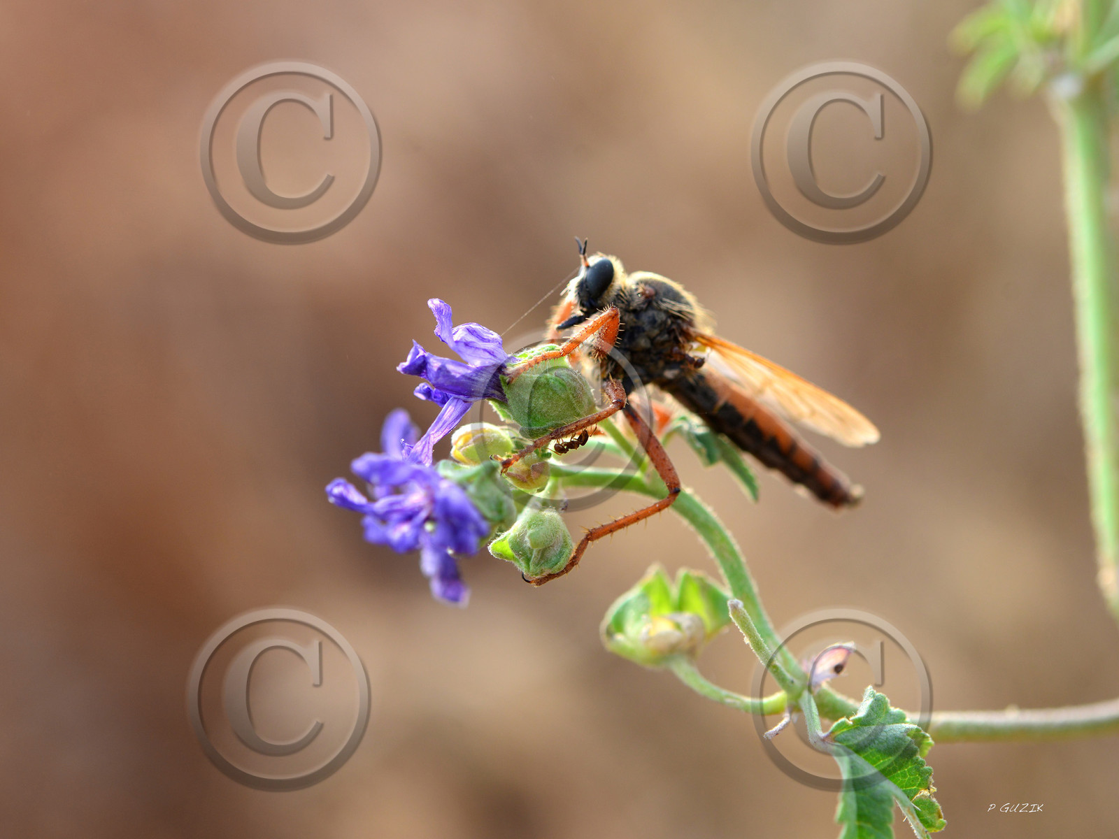 ref-faune-calanque-insecte-7467.jpg