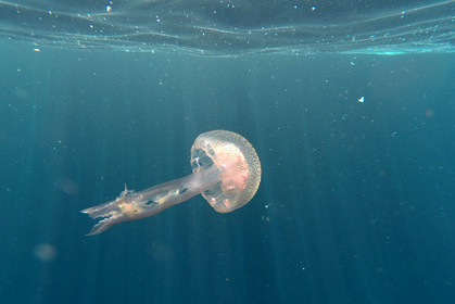meduse