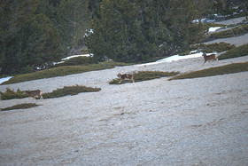 MOUFLONS  VENTOUX