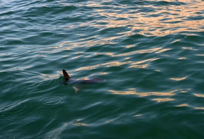 ref-610-poisson-lune-20x30-calanque-2957.jpg