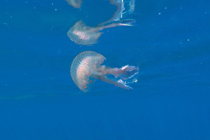 meduse