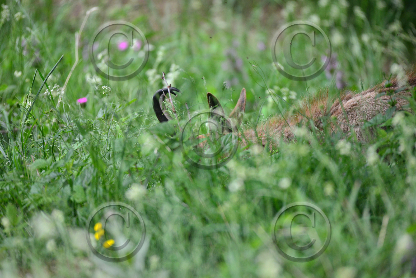FAUNE & ANIMAUX