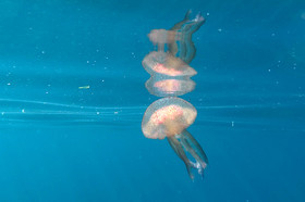 meduse