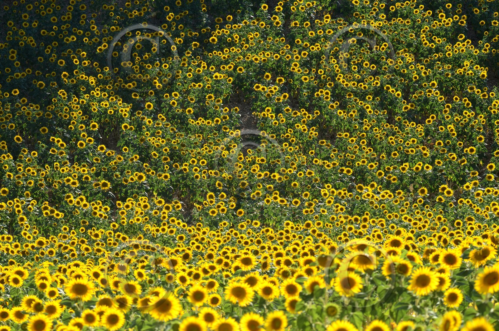 ref-594-provence-tournesol-60x90-valensoles-luberon-5273.jpg