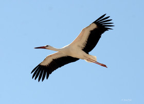 MISE A  JOUR  en cours