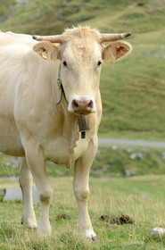 faune animaux montagne haute alpes ,queyras, mercantour,alpes de haute provence,alpes maritime