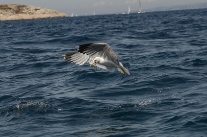 voilles-du-vieux-port-2014-2-0627.jpg