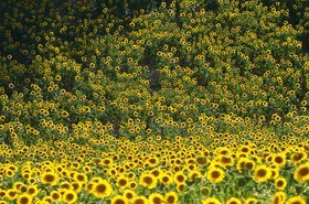 ref-594-provence-tournesol-60x90-valensoles-luberon-5273.jpg