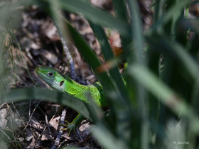 MISE A  JOUR  en cours