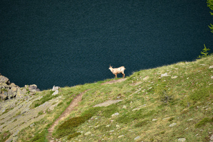faune animaux montagne haute alpes ,queyras, mercantour,alpes de haute provence,alpes maritime