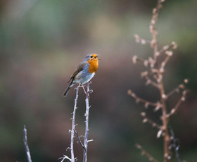 MISE A  JOUR  en cours