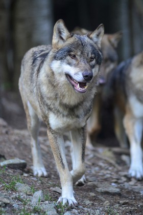 MISE A  JOUR  en cours