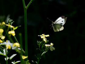 MISE A  JOUR  en cours