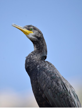 MISE A  JOUR  en cours