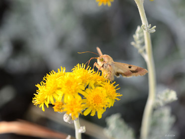 ref-faune-calanque-insecte-7453.jpg