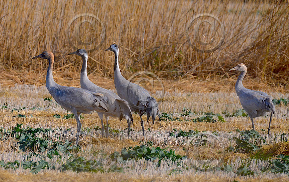 cam_2074-copie.jpg